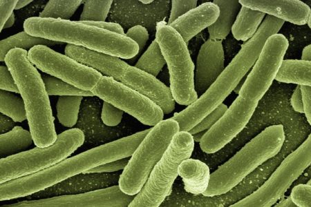 Legionella